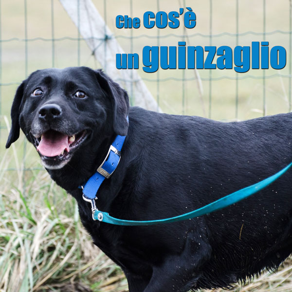 il cane al guinzaglio