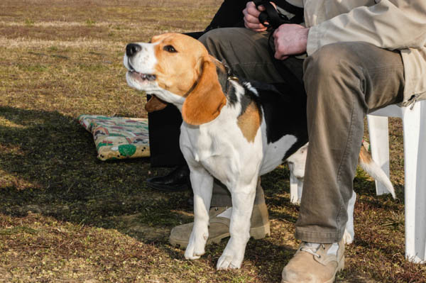 cane abbaiare alle persone per paura