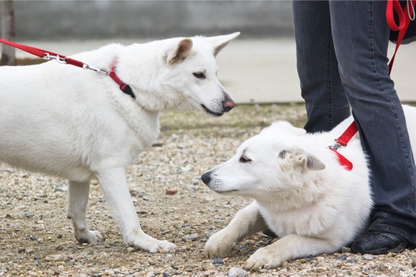 cane aggressivo e spaventato al guinzaglio