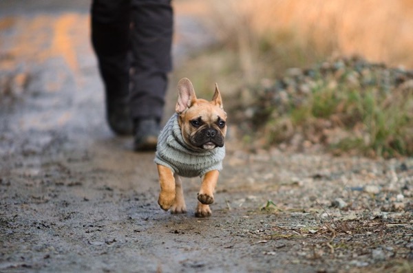 bouldogue francese cucciolo