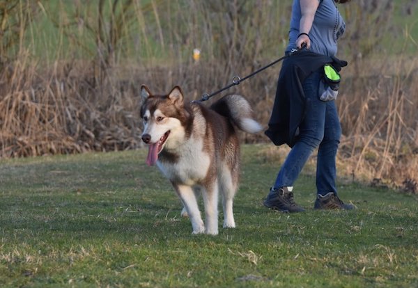 insegnare al cane la condotta al guinzaglio