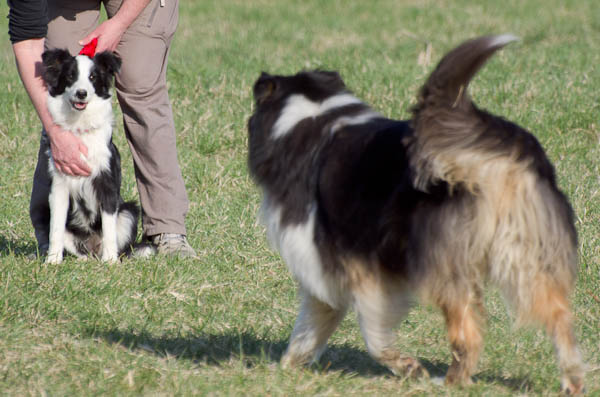 emozioni cani rinforzo positivo