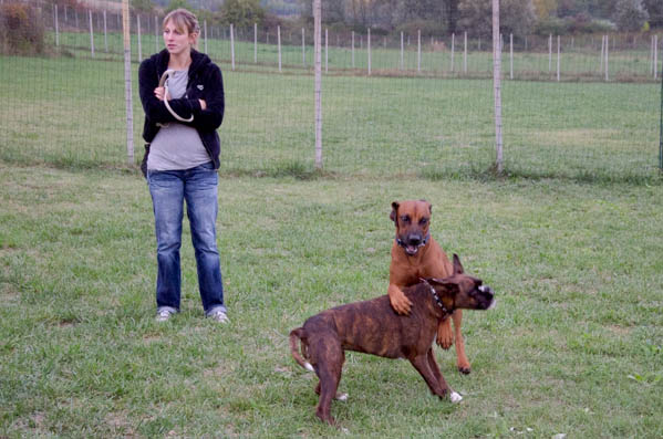 empatia comunicazione col cane