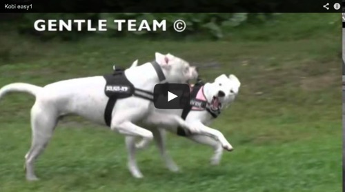 etogramma comportamento del cane