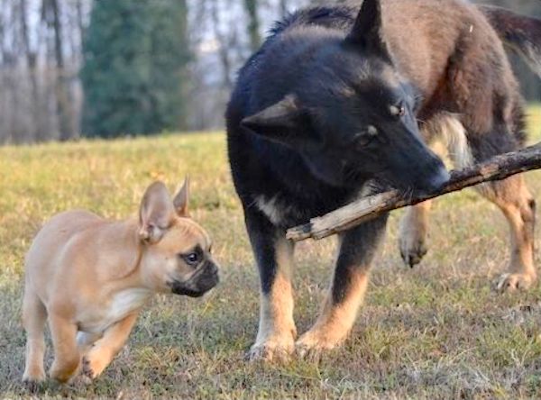 cane grande che gioca con cane piccolo