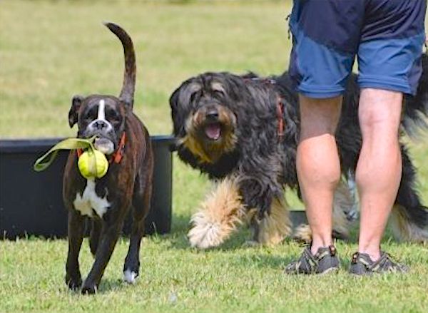 classi di comunicazione del cane