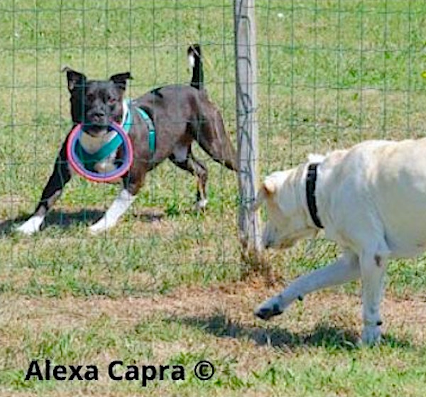il gioco come coping nel cane