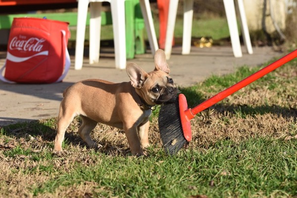 educazione del cucciolo in casa