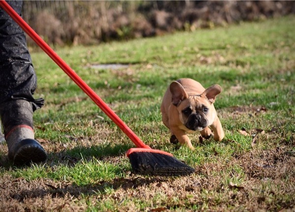 cucciolo che morde gli oggetti