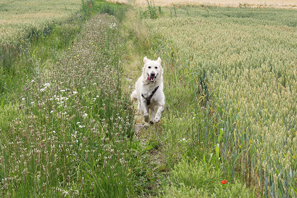 golden lavoro riporto