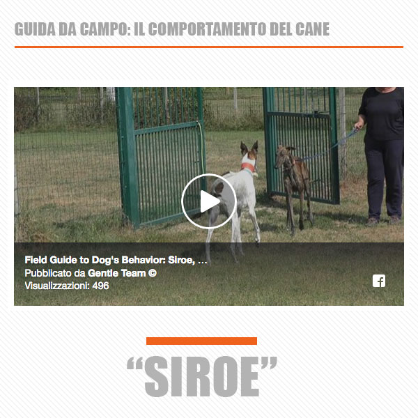 video classi di comunicazione socializzazione del cane