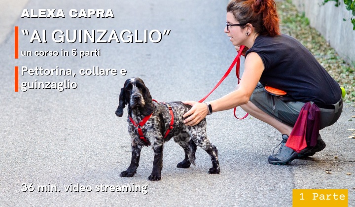 come usare guinzaglio, collare e pettorina