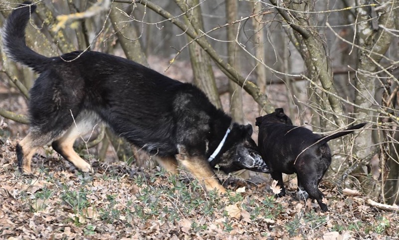 passeggiare nel bosco con il cane