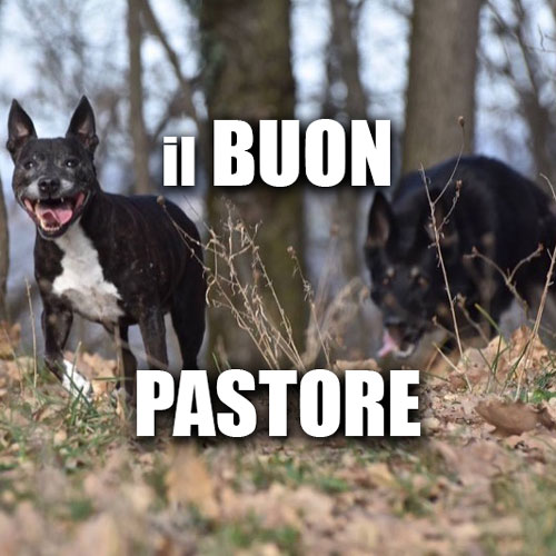 i cani in passeggiata