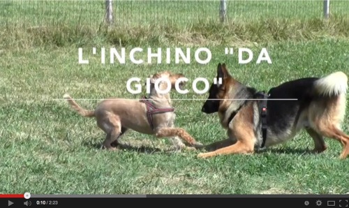 inchino da gioco del cane