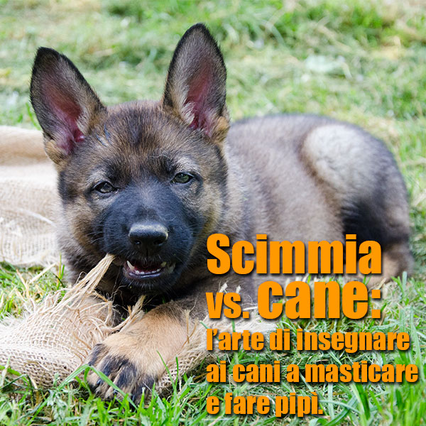 insegnare al cucciolo a sporcare