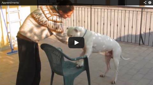 lavoro del cane in apprendimento