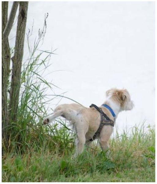 cane che marca il territorio