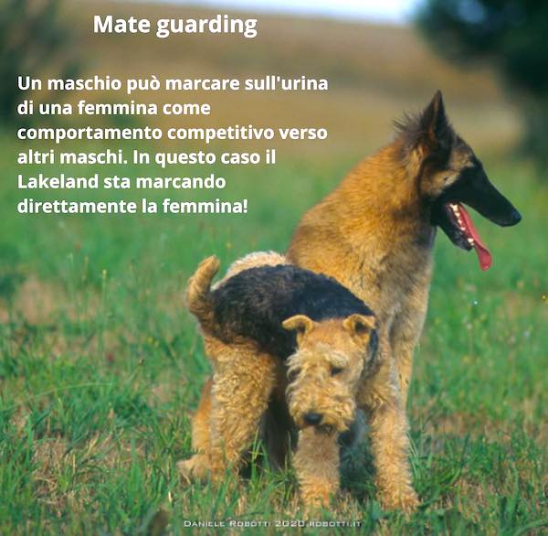 cane che fa pipì su altro cane