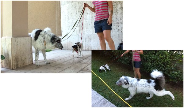 strategia di coping nel cane