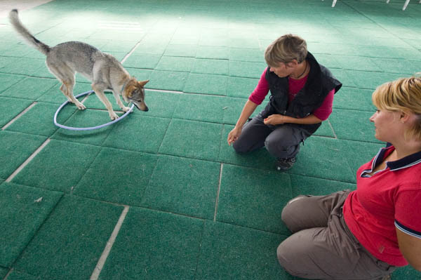 metodo gentile addestramento educazione cane cucciolo