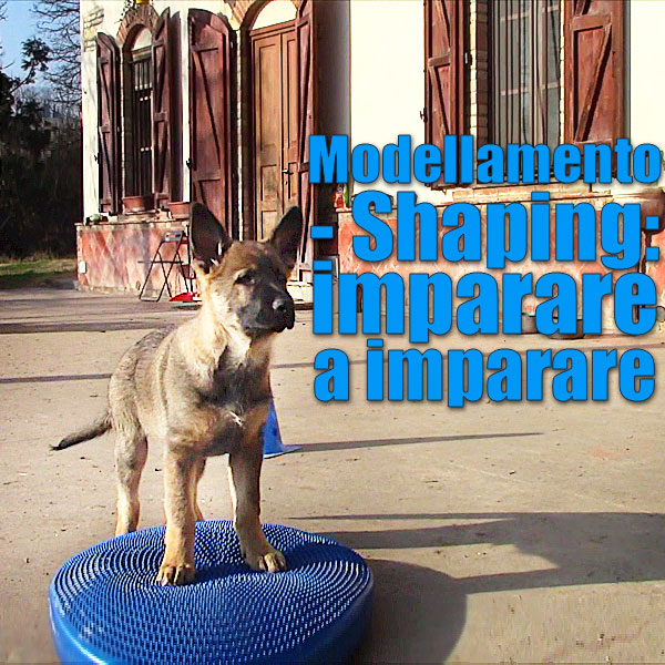 modellamento shaping cucciolo