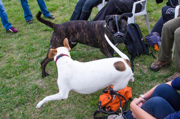 la museruola nelle classi di socializzazione comunicazione del cane