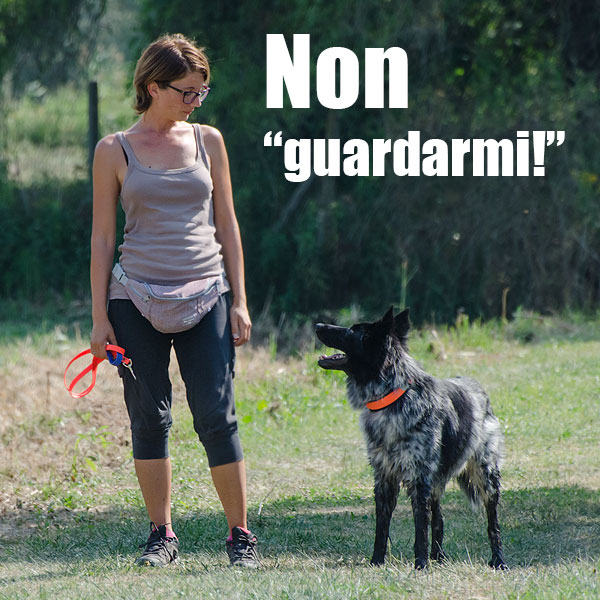 cane che guarda il proprietario