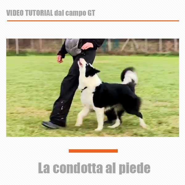 come addestrare il cane alla condotta al piede