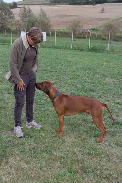 minaccia aggressività cane