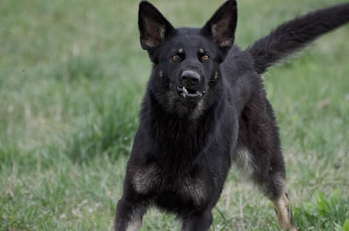 pastore tedesco comportamento