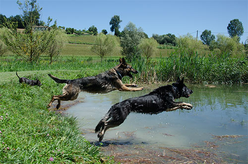 pastore tedesco razza