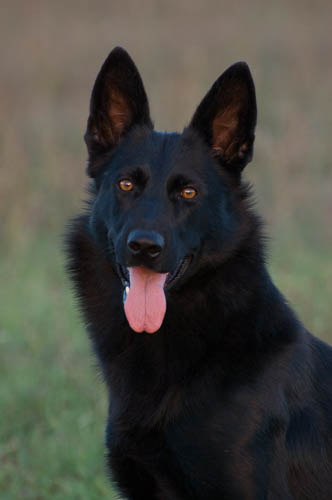 pastore tedesco nero razza