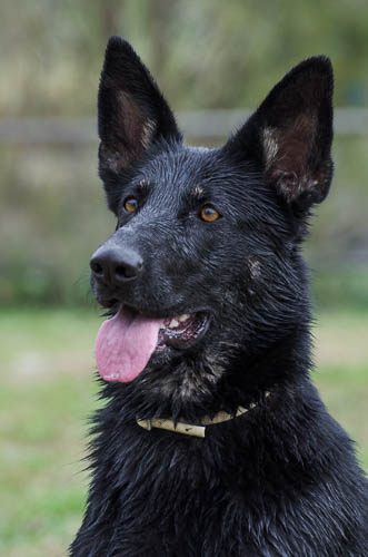 pastore tedesco nero razza