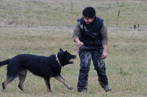pastore tedesco gioco