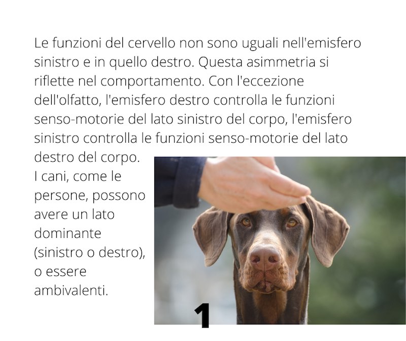 cervello del cane