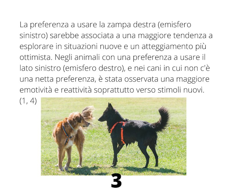 posizione alterale del cane destra sinistra