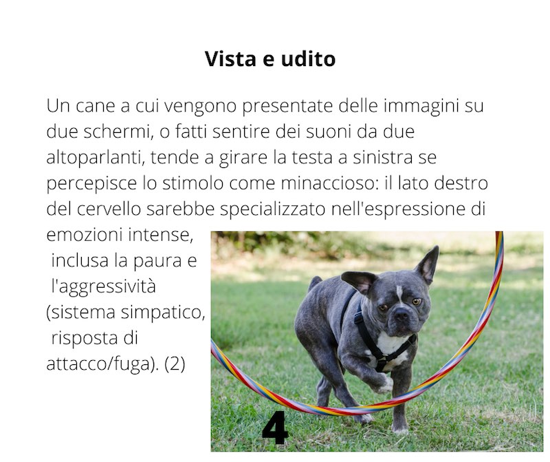 vista e udito del cane
