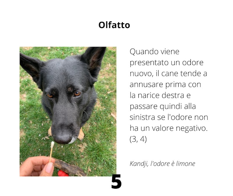 olfatto del cane