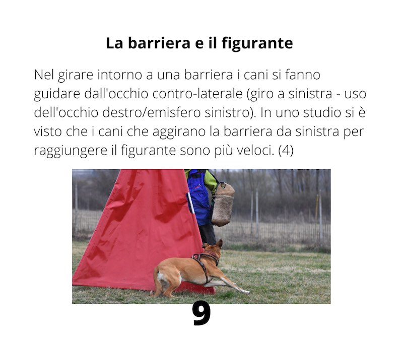 prova di utilità e difesa cane e figurante