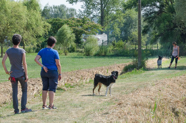 avvicinare un cane sconosciuto