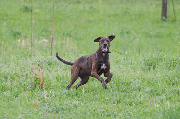 recupero cani aggressivi
