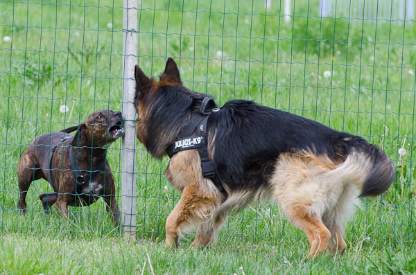 problema aggressività nei cani