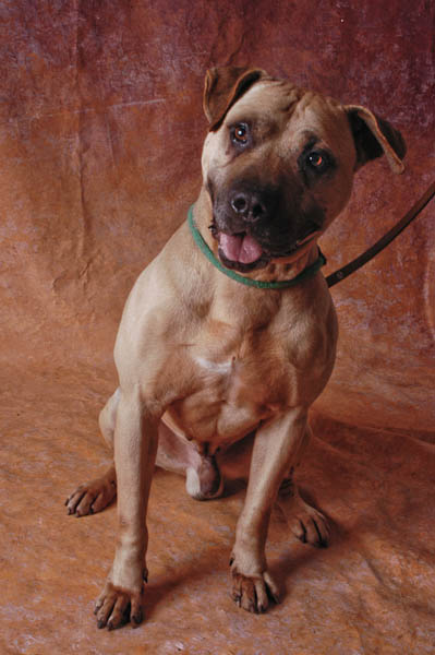 recupero cani aggressivi pitbull