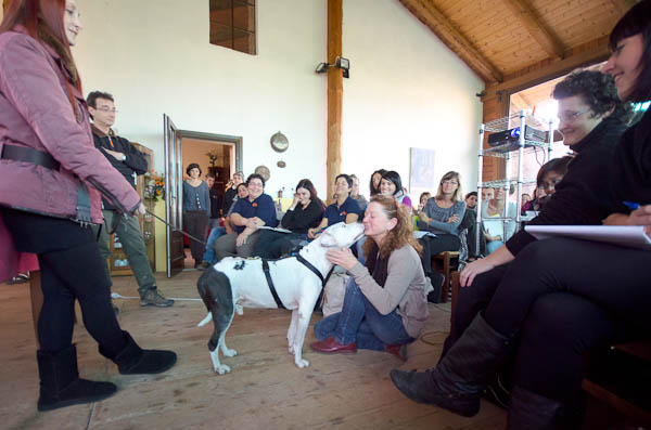 pitbull comunicazione uomo