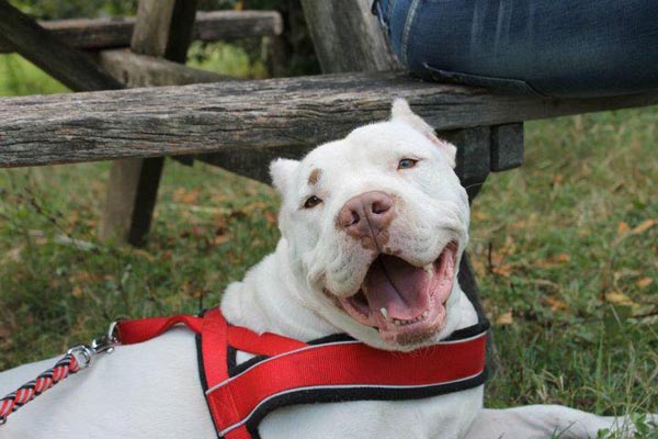 rescue cane dogo argentino adozione