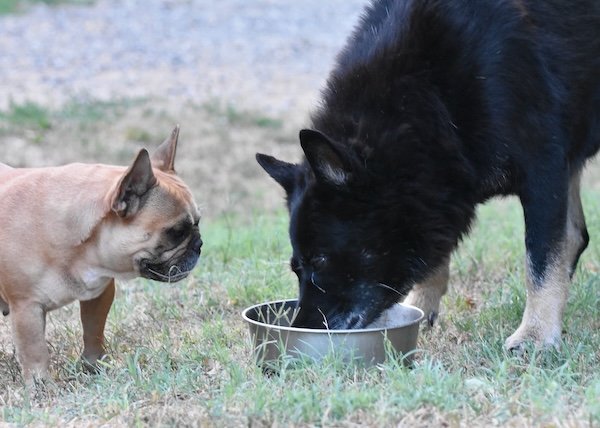 due cani e il mangiare nella stessa ciotola