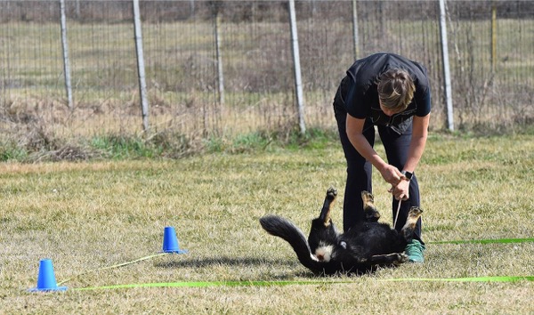 come rinforzare un comportamento del cane