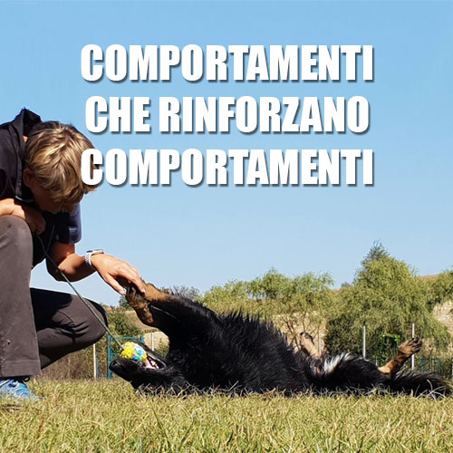 come usare il rinforzo positivo nel lavoro col cane