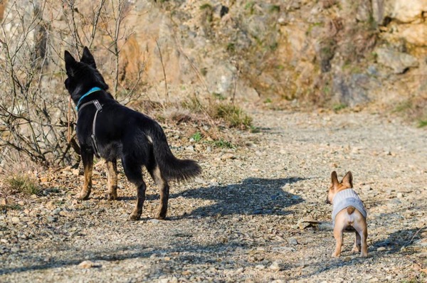 pastore tedesco bouldogue francese